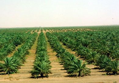 زراعة النخيل بانواعه في السعودية